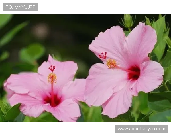 如何通过开运平台官网实现每日运势预测与生活中的好运加持